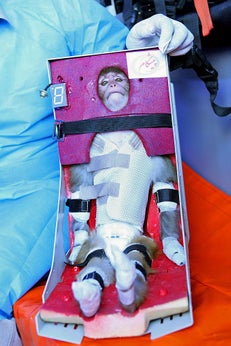 An Iranian scientist holds a live monkey strapped into a chair at an unknown location on Jan. 28, 2013